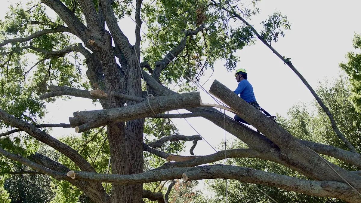 Professional Crown Thinning performed by certified arborists in San Jose