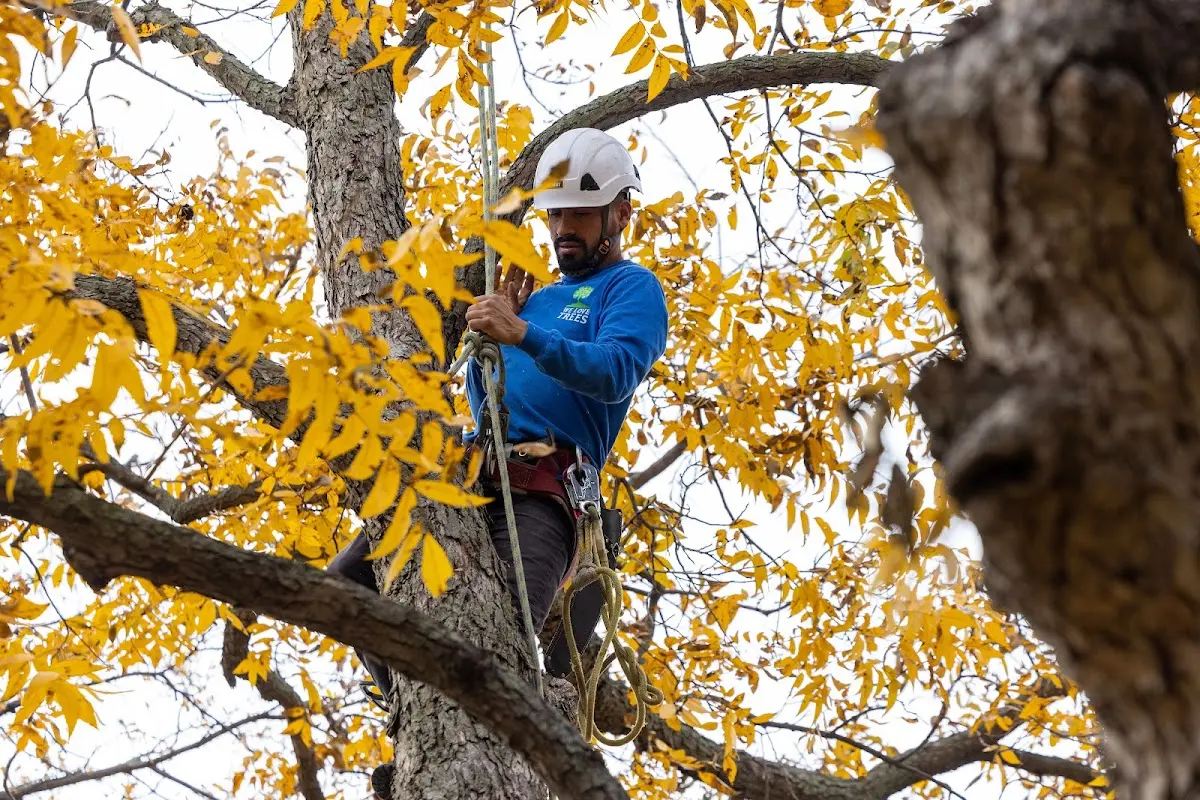 Skilled Tree Pruning crew working in San Jose